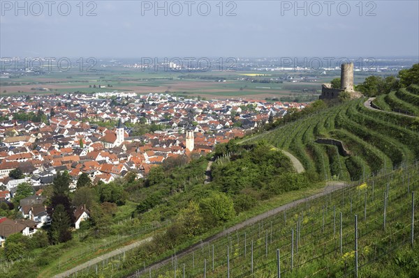 View over vineyards