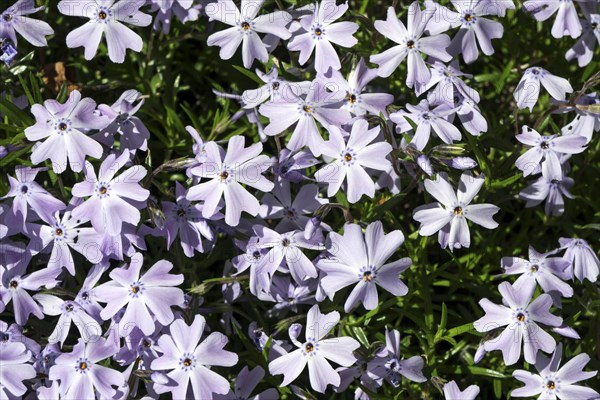 Moss phlox (Phlox subulata)