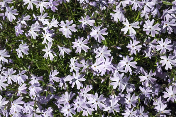 Moss phlox (Phlox subulata)