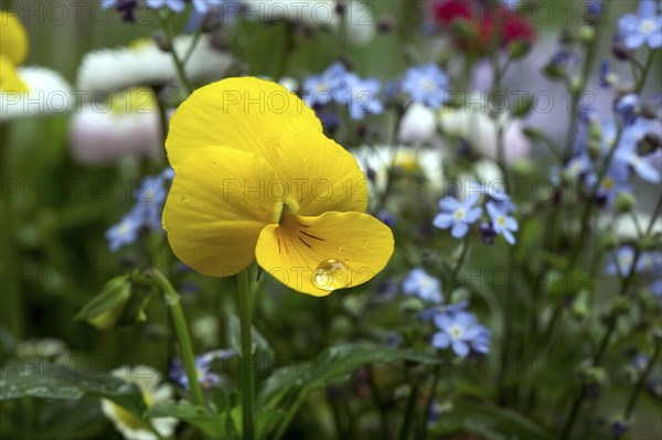 Yellow horned violet (Viola)