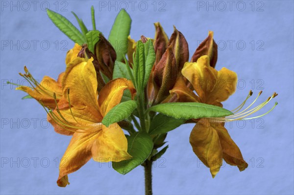 Orange flowers of an azalea (Azalea)