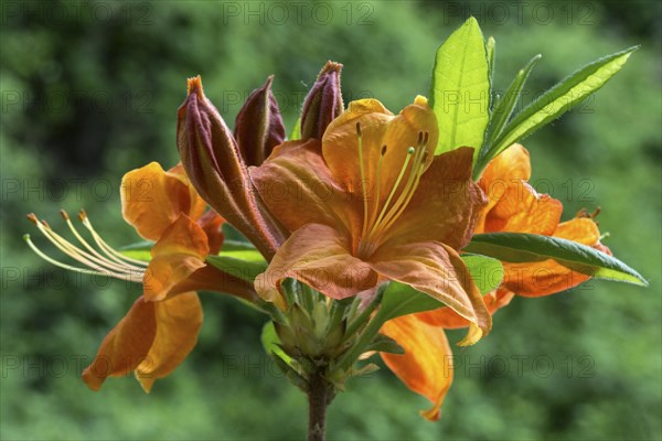 Orange flowers of an azalea (Azalea)