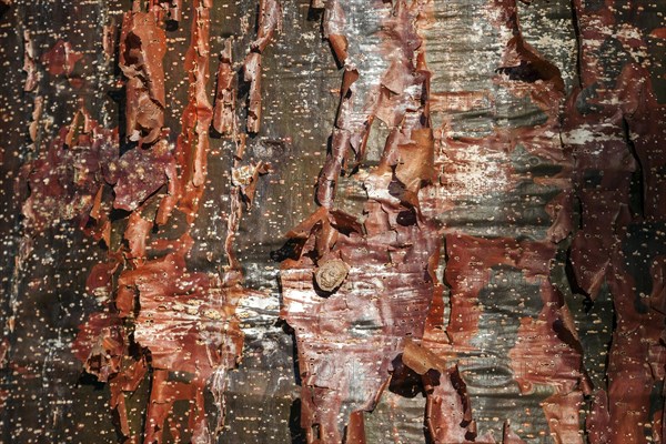 Bark of Almacigo tree