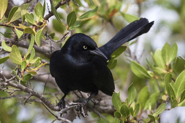 Greater Antillean Grackle (Quiscalus niger) sitting in tree