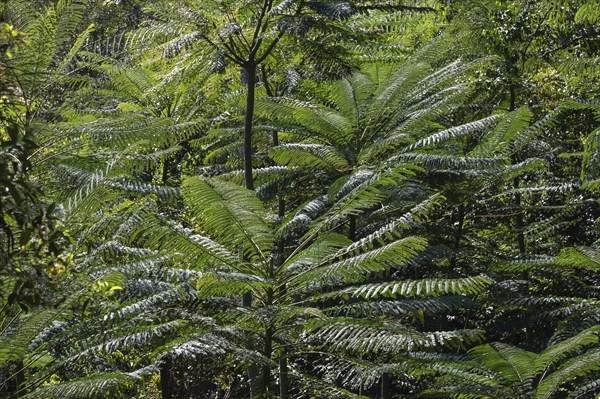 Tree ferns (Cyatheales)