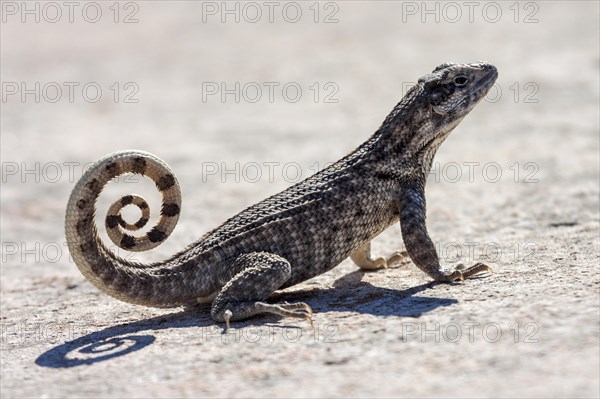 Northern curly-tailed lizard (Leiocephalus)