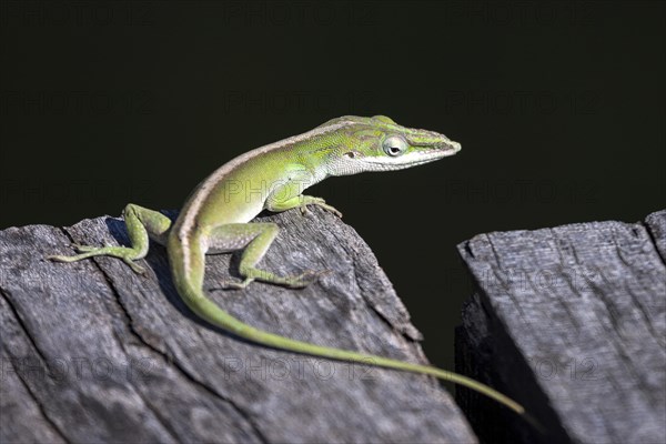 Cuban green anole (Anolis porcatus)