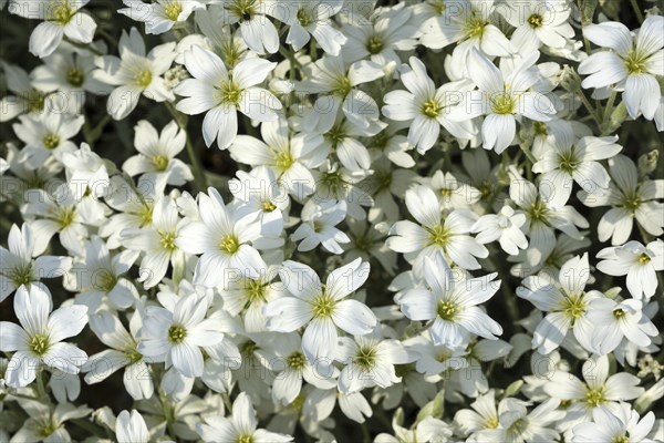 Boreal chickweed (Cerastium biebersteinii)