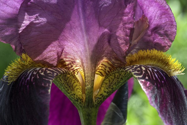 Iris (Iris sp.)