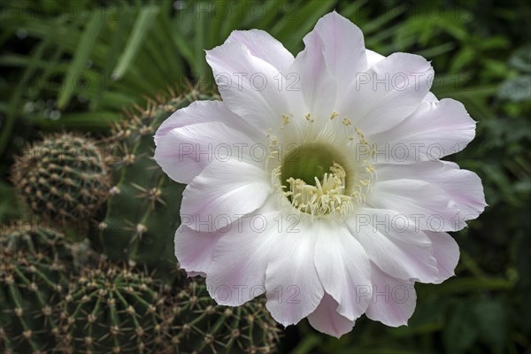 Flowering cactus (Echinopsis sp.)