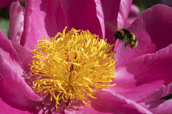 Bumblebee (Bombus sp.) flying towards common peony (Paeonia officinalis)