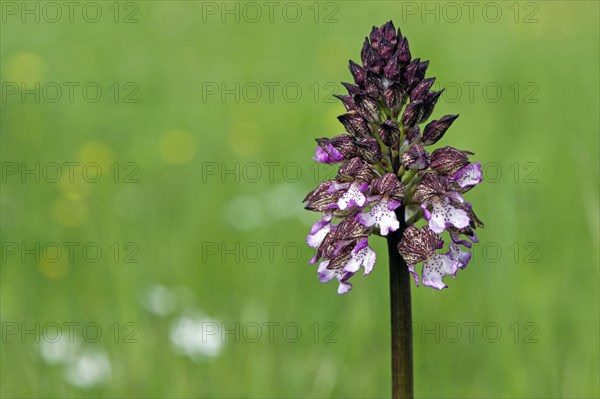 Lady orchid (Orchis purpurea)