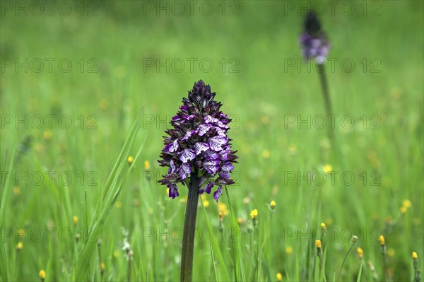 Lady orchid (Orchis purpurea)