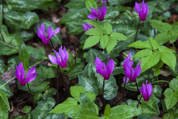 Spring sowbread (Cyclamen repandum) with water droplets