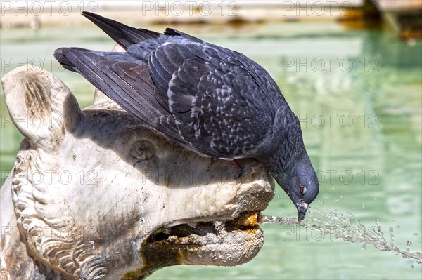 Pigeon drinking water from marble statue, Fonte Gaia