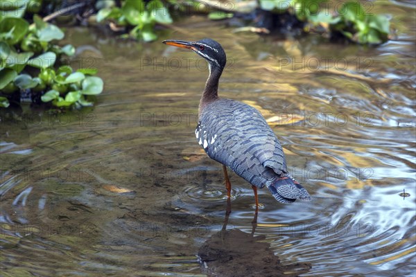 Sunbittern (Eurypyga helias) stands in the water