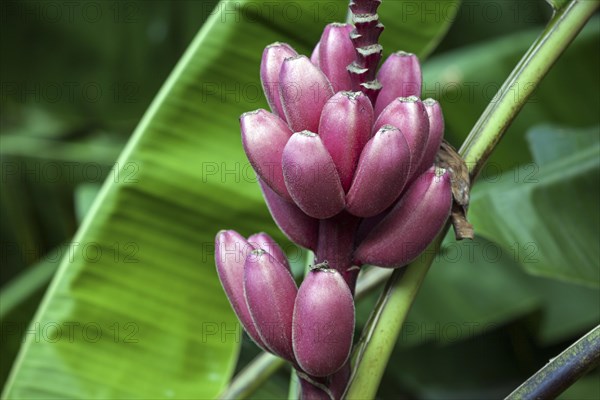 Wild Red banana (Musa velutina)