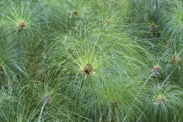 Papyrus sedge (Cyperus papyrus)