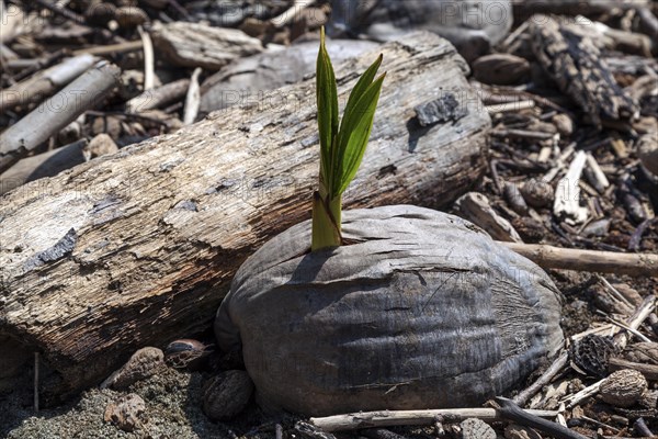 Freshly germinated coconut on the beach Playa Espadilla