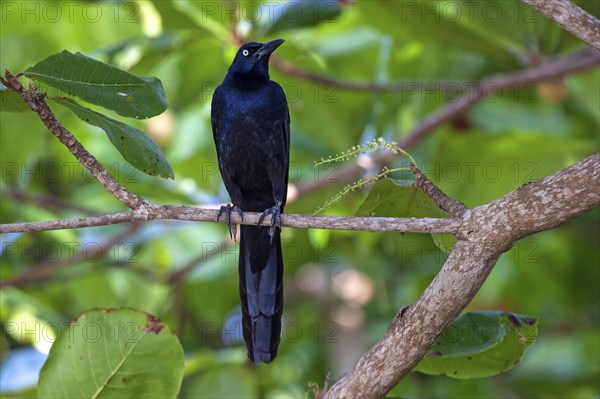 Great-tailed grackle (Quiscalus mexicanus)