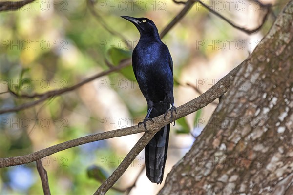 Great-tailed grackle (Quiscalus mexicanus)