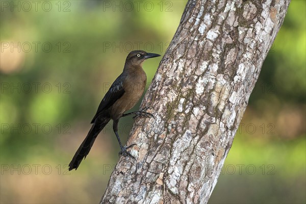 Great-tailed grackle (Quiscalus mexicanus)