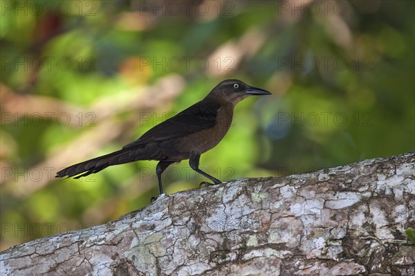 Great-tailed grackle (Quiscalus mexicanus)