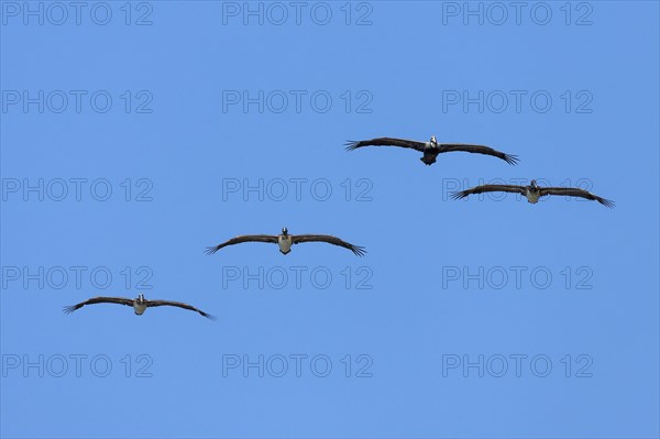 Four Brown Pelicans (Pelecanus occidentalis) gliding