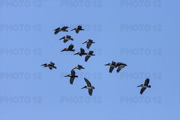 Brown Pelicans (Pelecanus occidentalis) in flight