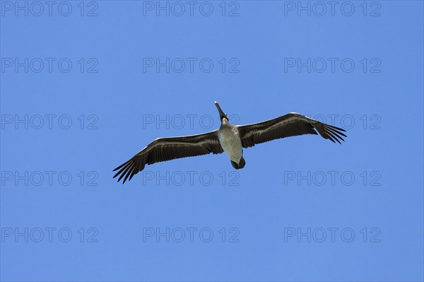 Brown Pelican (Pelecanus occidentalis) gliding