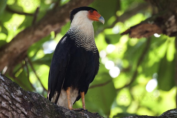 Southern crested caracara (Caracara plancus) sits on branch