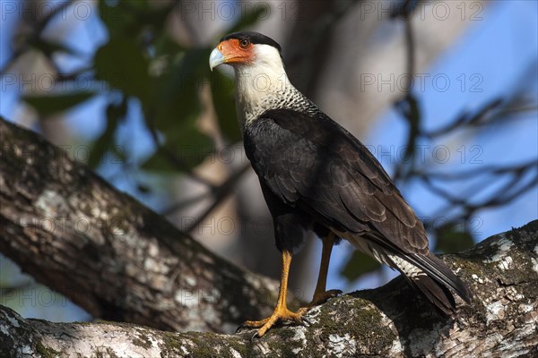 Southern crested caracara (Caracara plancus) sits on branch