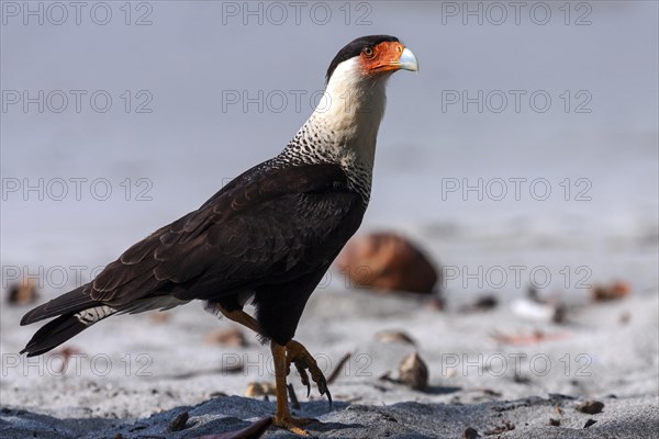 Southern crested caracara (Caracara plancus) runs on sandy beach