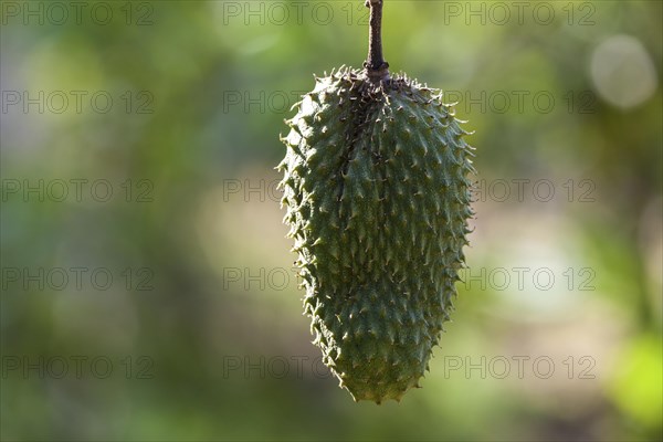 Soursop (Annona muricata)