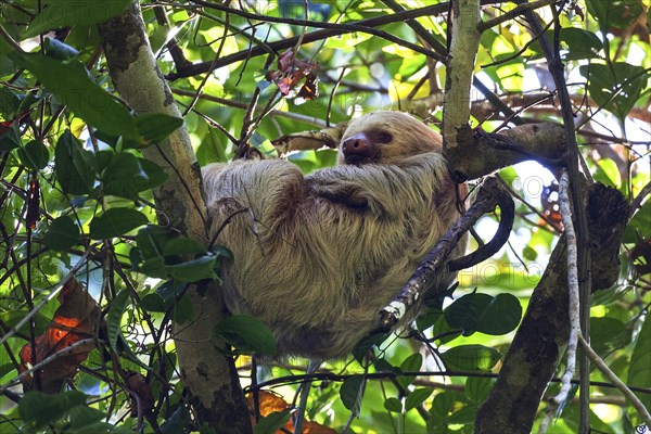 Two-toed sloths (Choloepus) sleeps in the tree