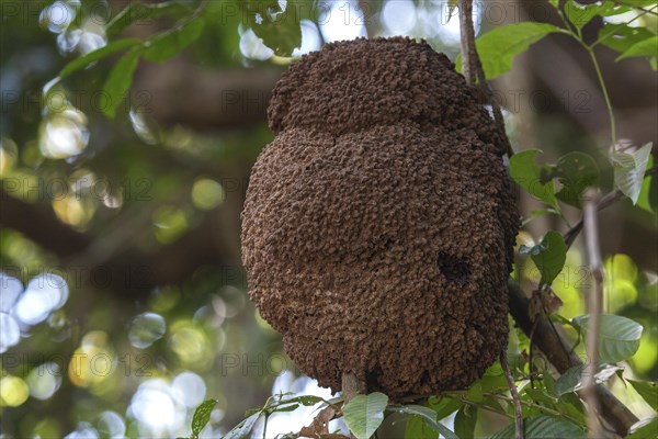 Nest of tree termites (Isoptera sp.) on the branch