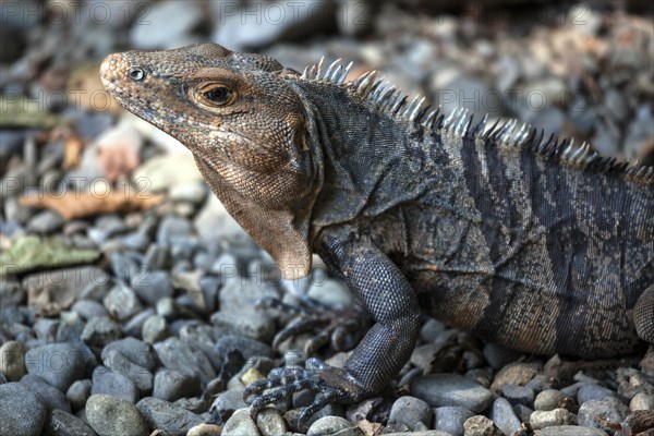 Black spiny-tailed iguana (Ctenosaura similis)