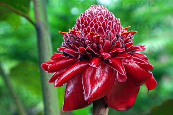 Flower of the Torch Ginger (Etlingera elatior)