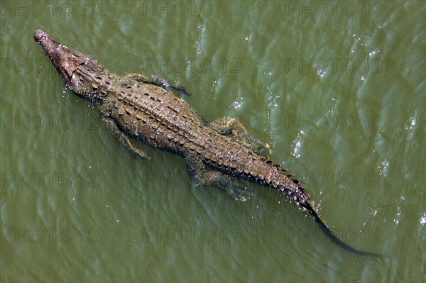 American crocodile (Crocodylus acutus) swims in water