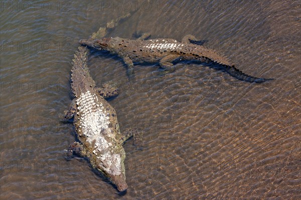 American crocodiles (Crocodylus acutus) rest in the water