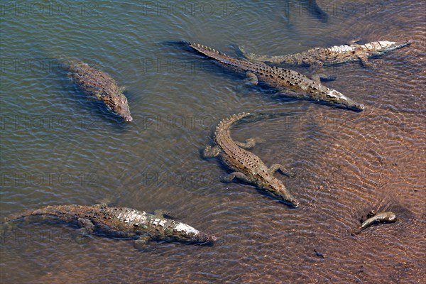 American crocodiles (Crocodylus acutus) rest in the water