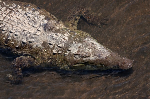 American crocodile (Crocodylus acutus) rests in water