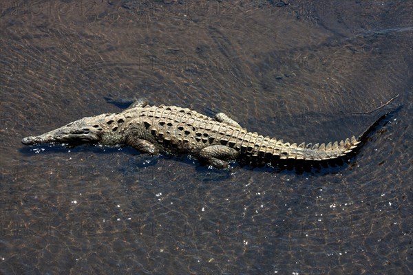 American crocodile (Crocodylus acutus) rests in water