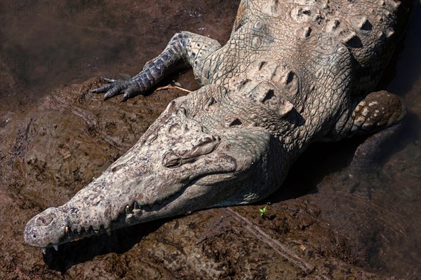 American crocodile (Crocodylus acutus) rests in water