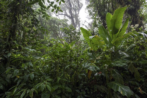 Dense vegetation in cloud forest