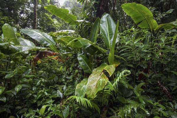 Dense vegetation in cloud forest