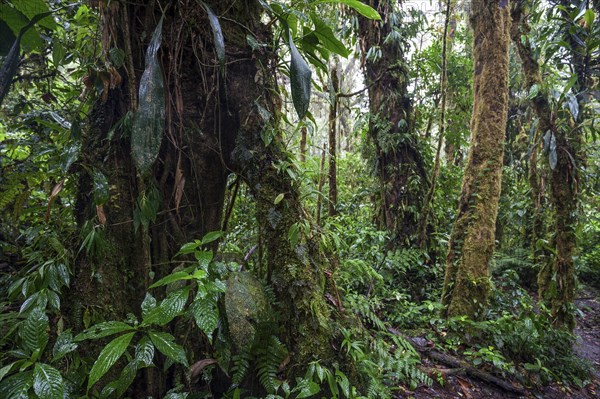 Dense vegetation in cloud forest