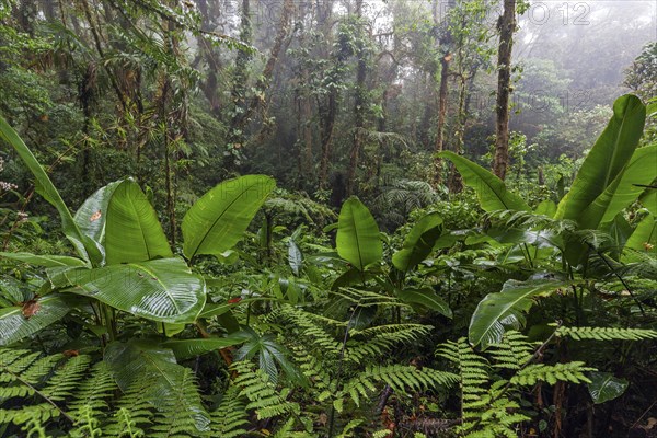 Dense vegetation in cloud forest