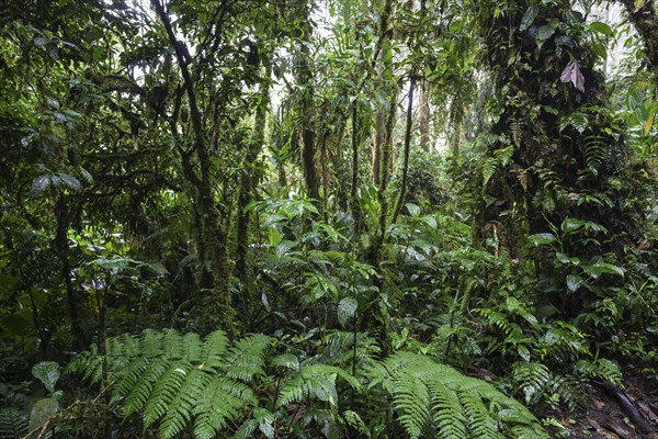 Dense vegetation in cloud forest