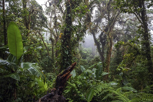 Dense vegetation in cloud forest